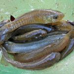 mummichog minnows