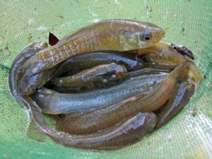 mummichog minnows