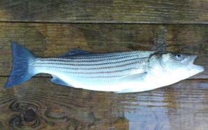 rockfish (Striped Bass)
