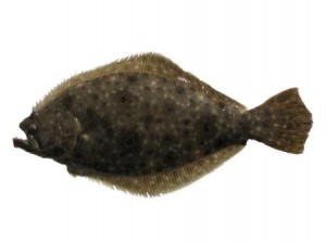 virginia summer flounder