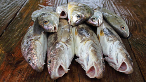 saltwater panfish