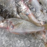 Atlantic croaker fish