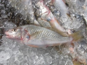 Atlantic croaker fish