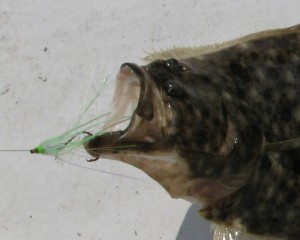 summer flounder caught using circle hook