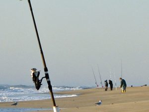 surf fishing for black drum