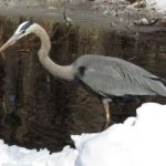 blue heron winter