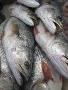 Gray Trout (weakfish)