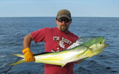 bull dolphin