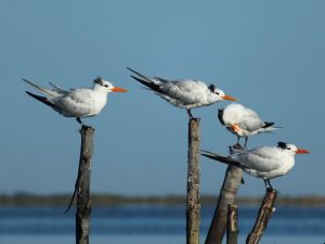 royal terns winter phase