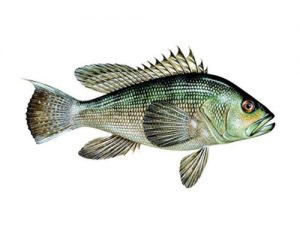 black sea bass