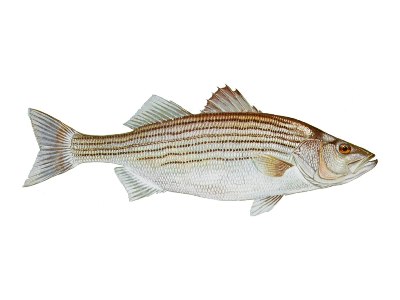 striped bass