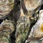 eastern oysters