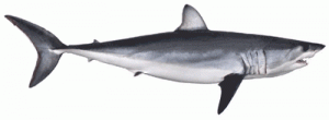 shortfin mako shark