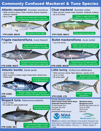 NOAA Fisheries Mackerel and Tuna Identification Guide – Virginia Saltwater  Fishing