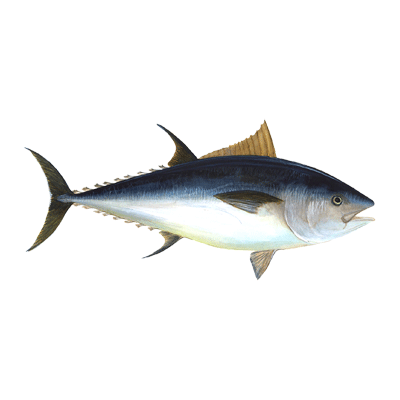 atlantic bluefin tuna