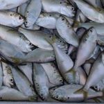 Peanut Bunker - Atlantic Menhaden